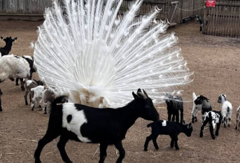 Paon Blanc