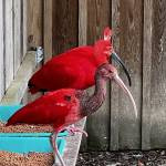 Oiseau rouge