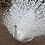 paon blanc