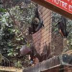 Chauve souris