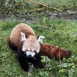 Panda roux