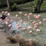 Flamant rose